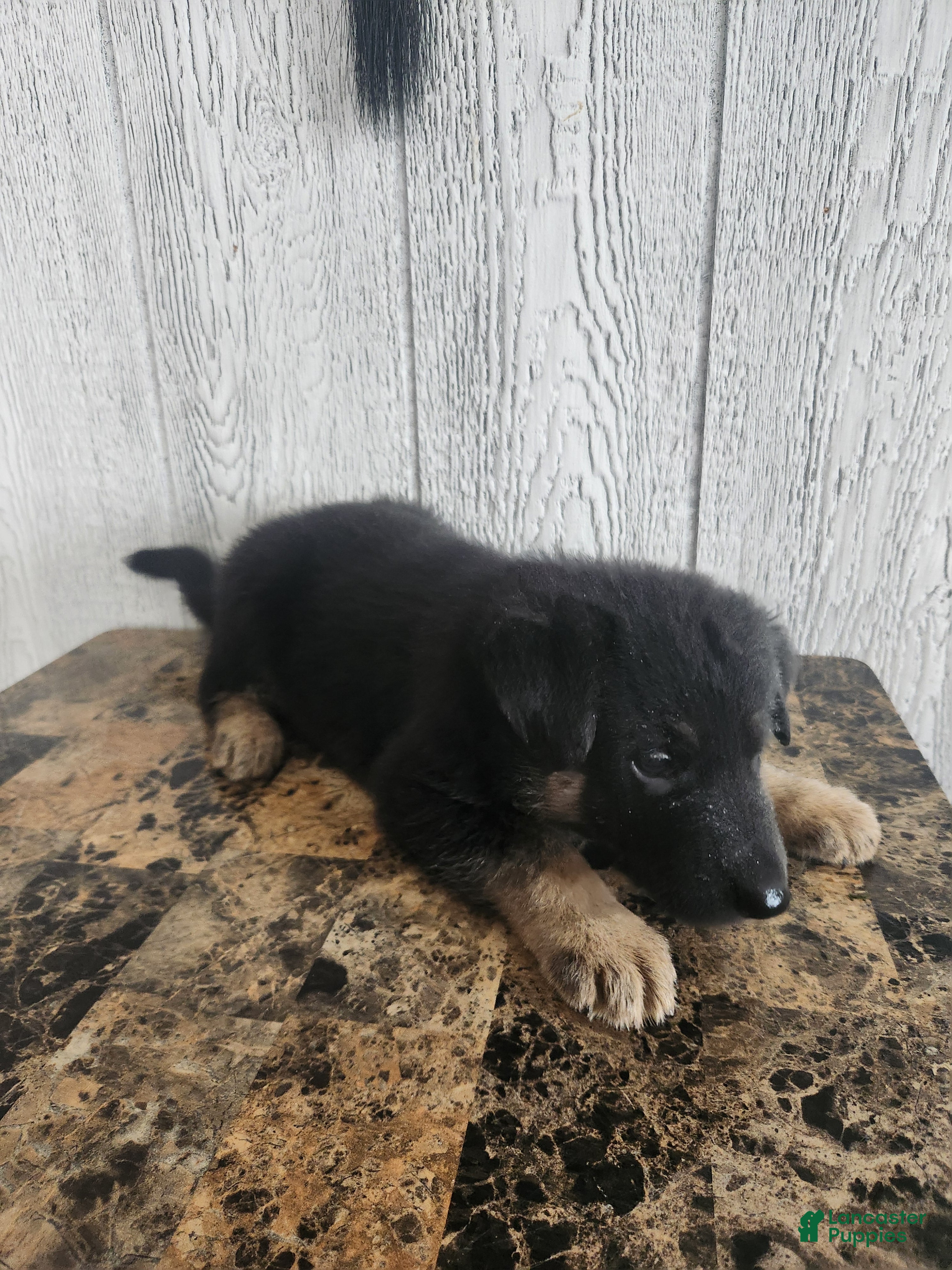 German Shepherd dogs Lila - Ad 1