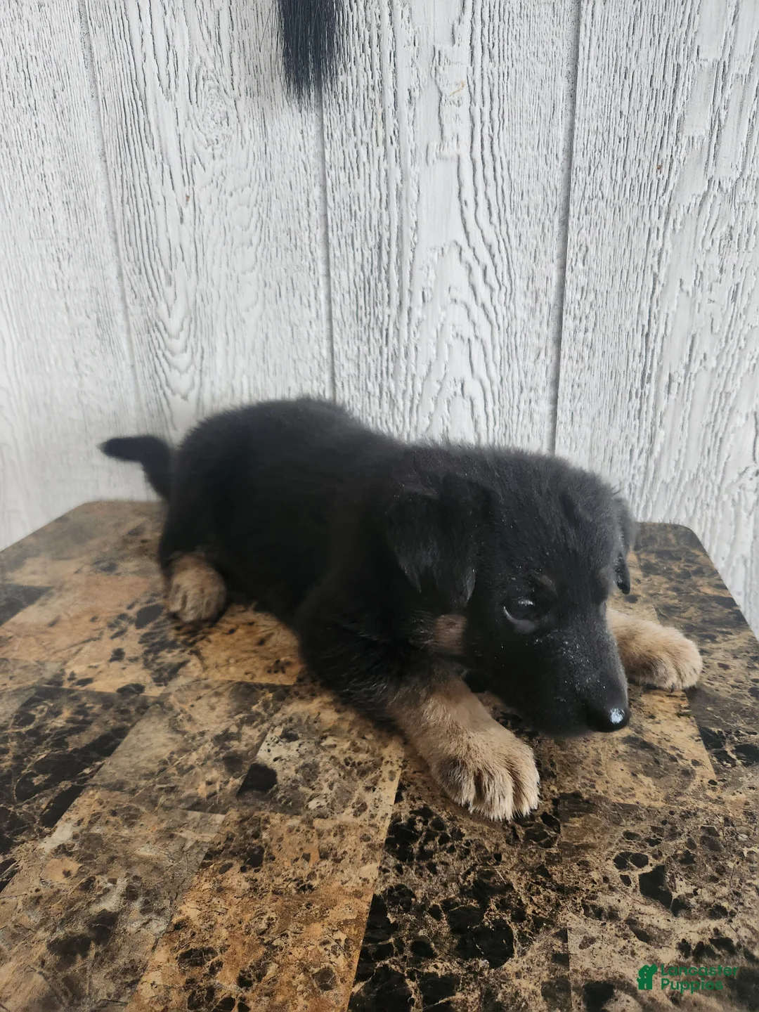 German Shepherd dogs for sale: Lila - Ad 1