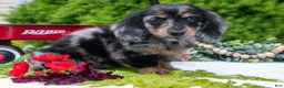 Miniature Dachshund dogs for sale: John - Ad 3