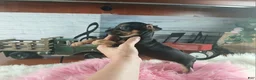 Chihuahua dogs for sale: Autumn blk tan girl. Hand Delivery  - Ad 3