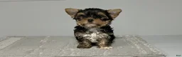 Yorkshire Terrier dogs for sale: Remi - Ad 3