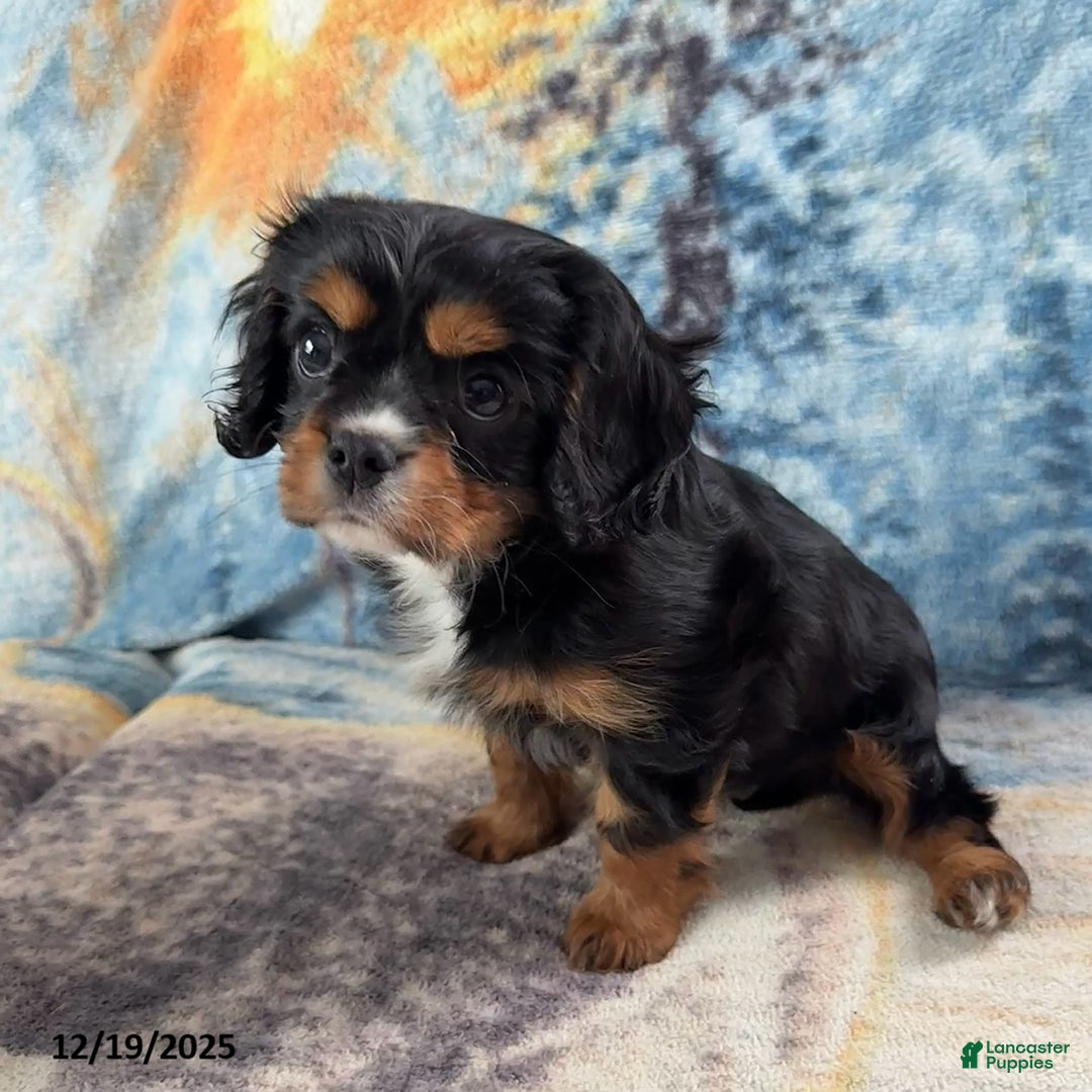 Cavalier King Charles Spaniel dogs for sale: Poppy - Ad 2