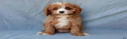 Cavapoo dogs for sale: Daisy - Ad 2