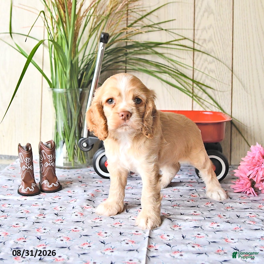 Cocker Spaniel dogs Candy - Ad 2