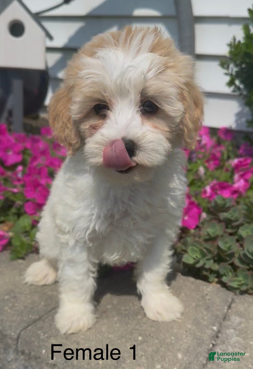 Mixed Breed dogs Carley - Ad 5