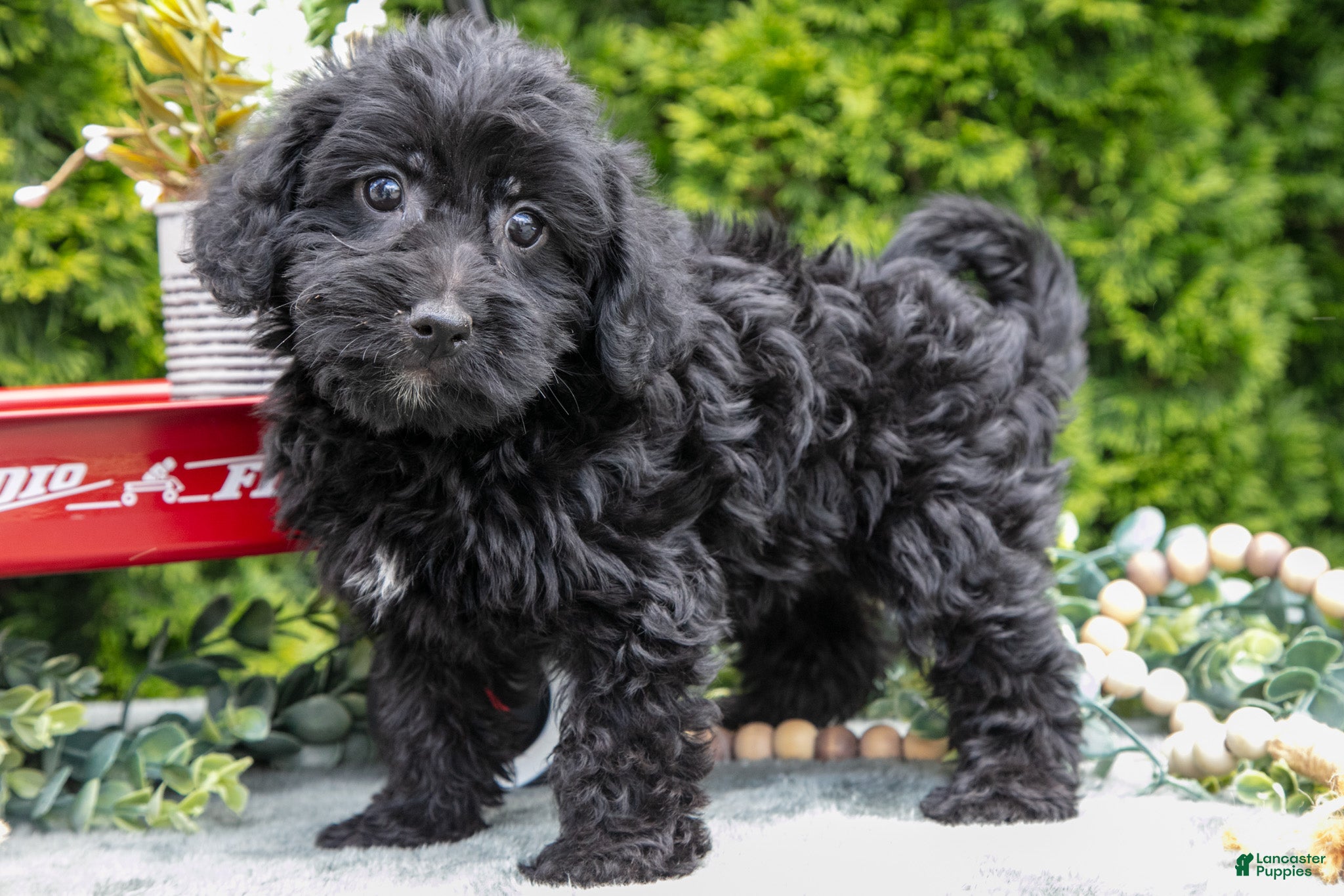 Shorkie dogs Connie - Ad 1