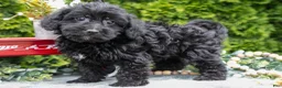 Shorkie dogs for sale: Connie - Ad 1