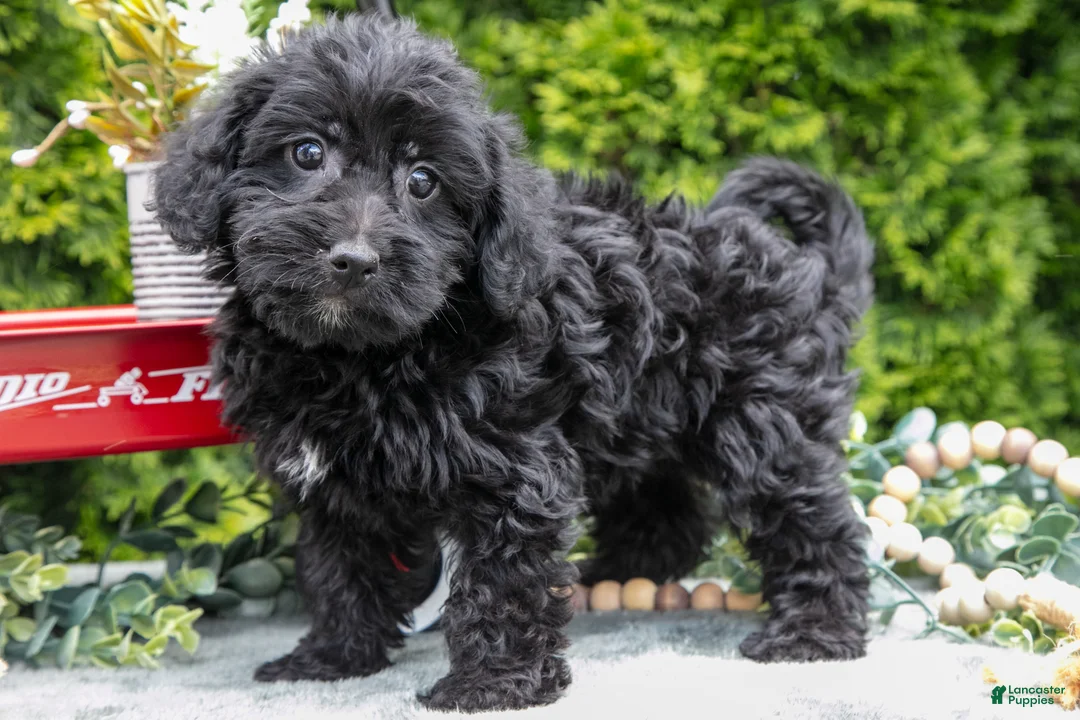 Shorkie dogs for sale: Connie - Ad 1