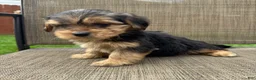 Yorkshire Terrier dogs for sale: 1 Pauly - Ad 2