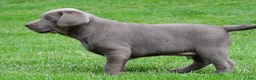 Labrador Retriever dogs for sale: Bobo - Ad 11