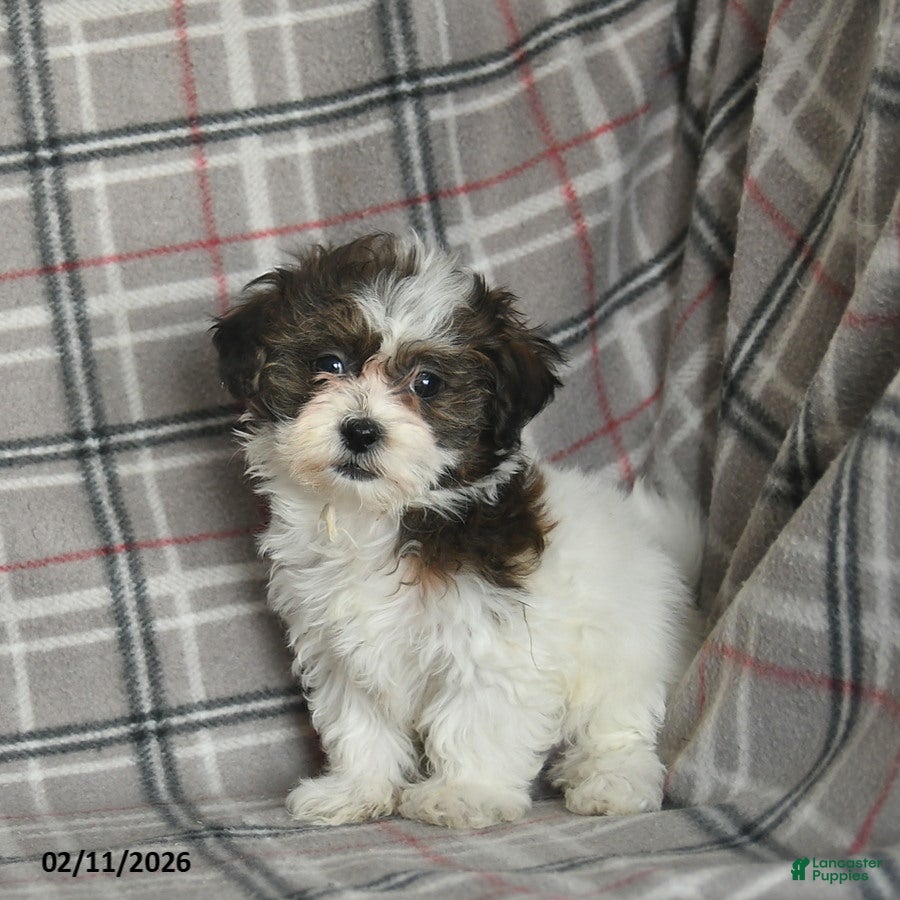 Mixed Breed dogs Quincy - Ad 6