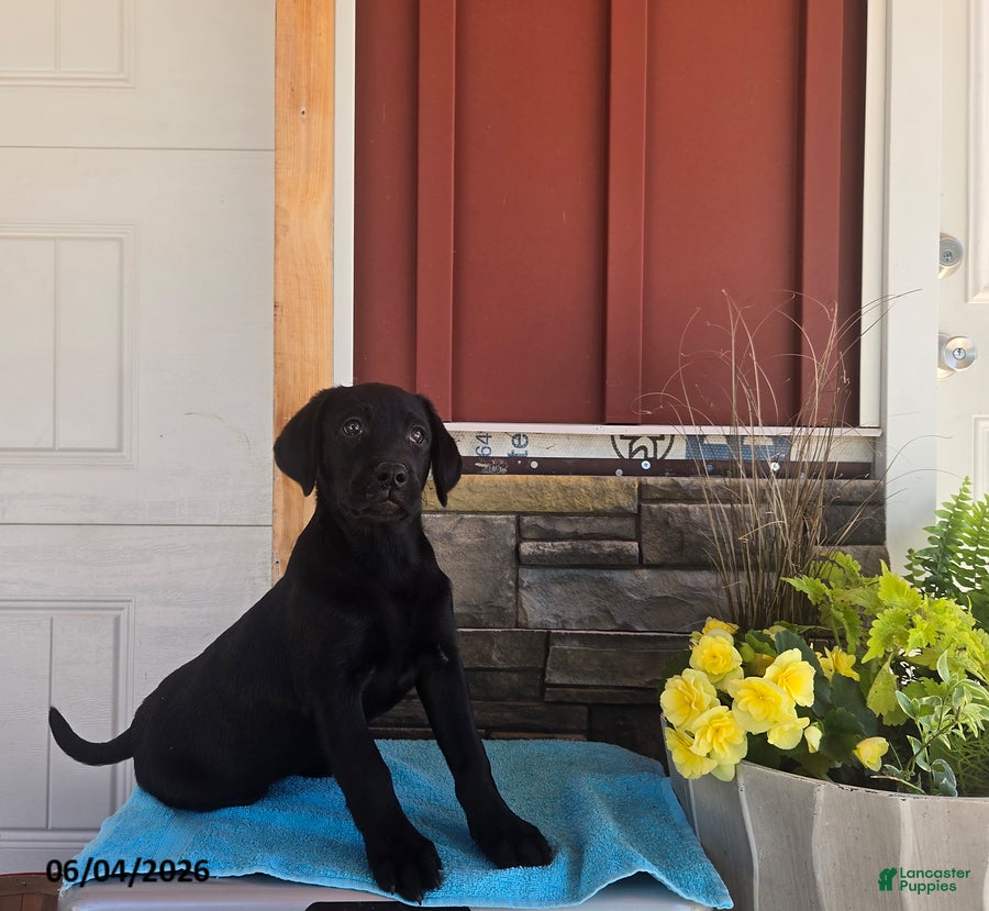 Labrador Retriever dogs Macy - Ad 1