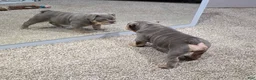 English Bulldog dogs for sale: Caroline - Ad 8