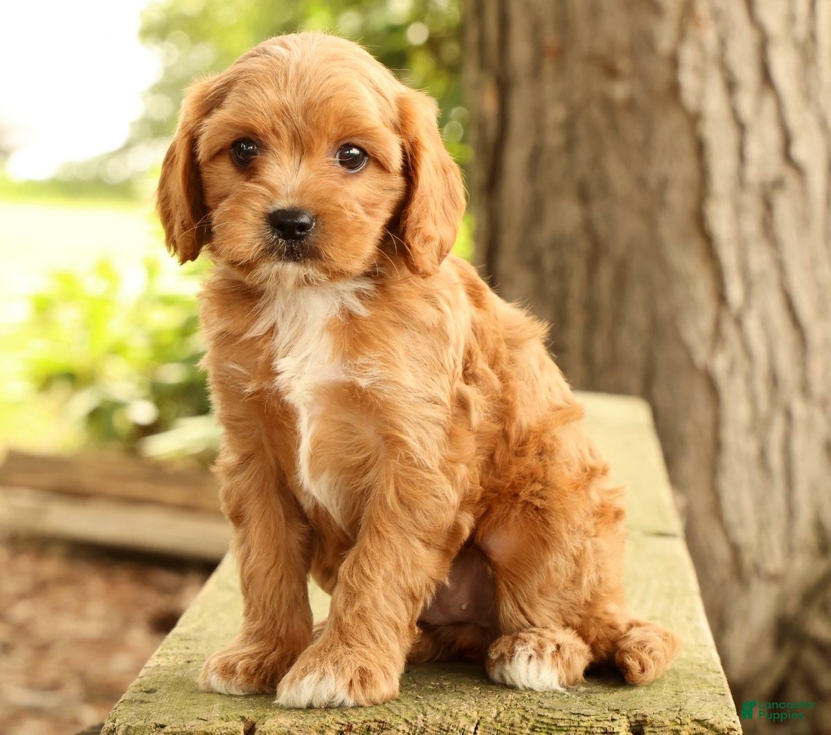 Cavapoo dogs Susie - Ad 2
