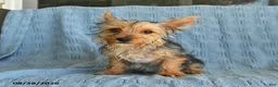 Yorkshire Terrier dogs for sale: Bailey - Ad 5