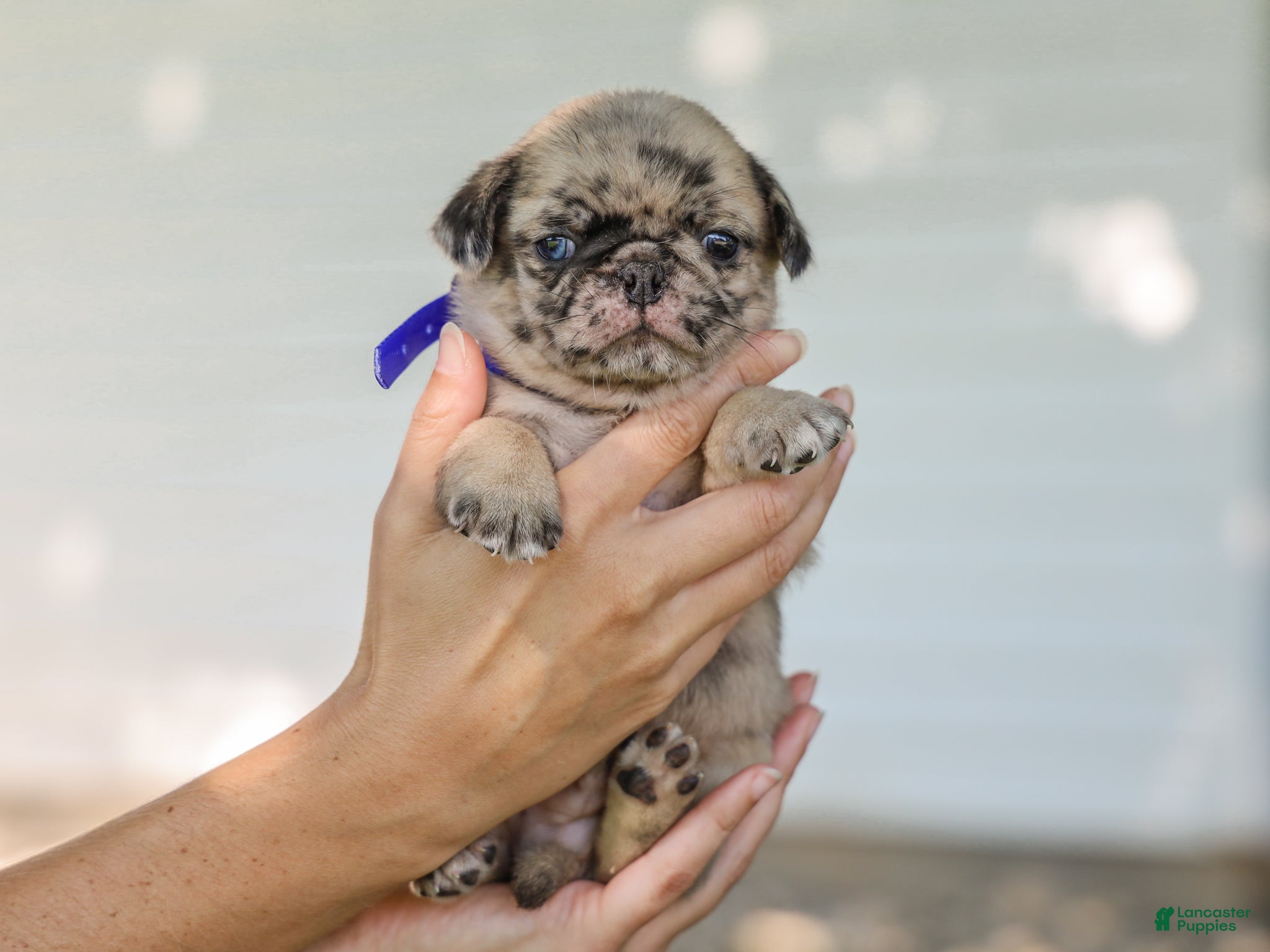 Pug dogs Almanzo Purebred Pug - Ad 1
