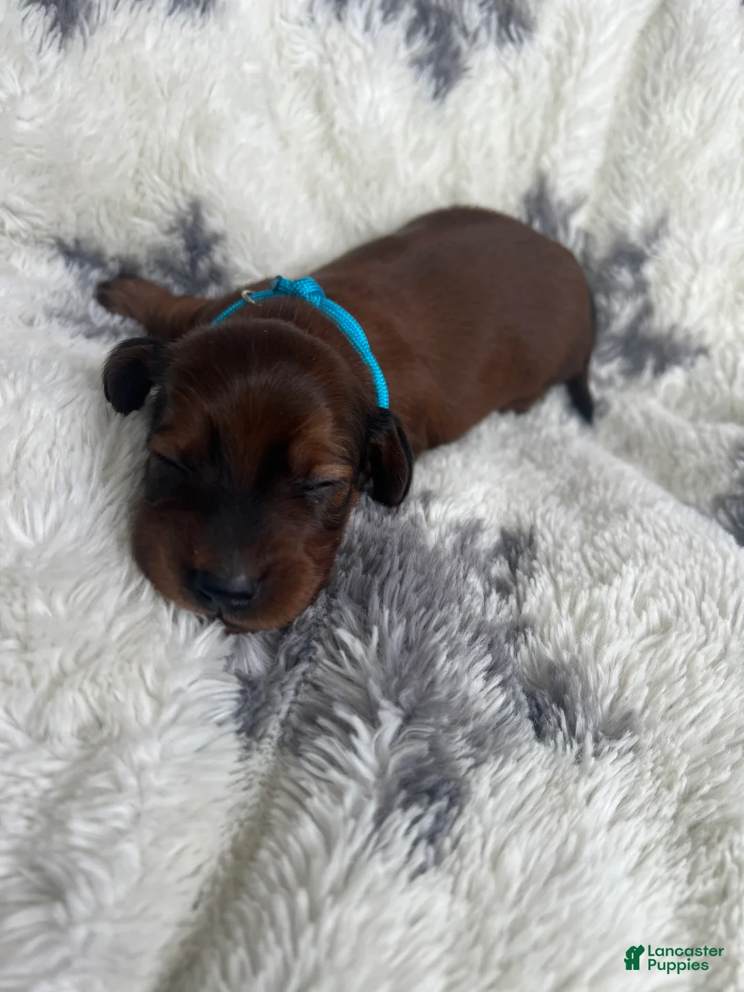 Miniature Dachshund dogs for sale: Russet - Ad 4