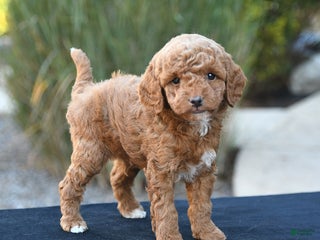 Toy Poodle dogs - Ad 23
