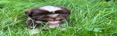 Shih Tzu 1