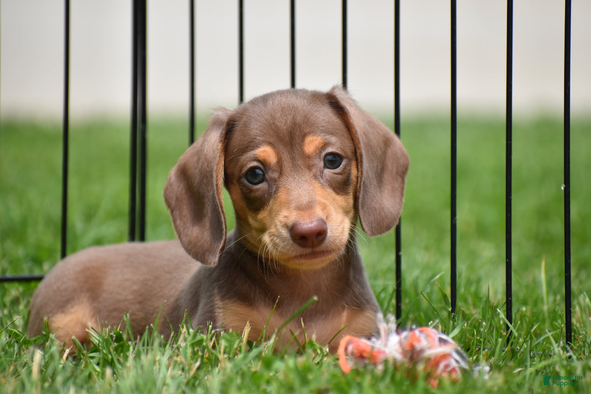 Miniature Dachshund dogs Frankie - Ad 2