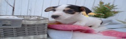 Jack Russell Terrier dogs for sale: Jack Russell Terrier Puppy 2 Louie - Ad 2