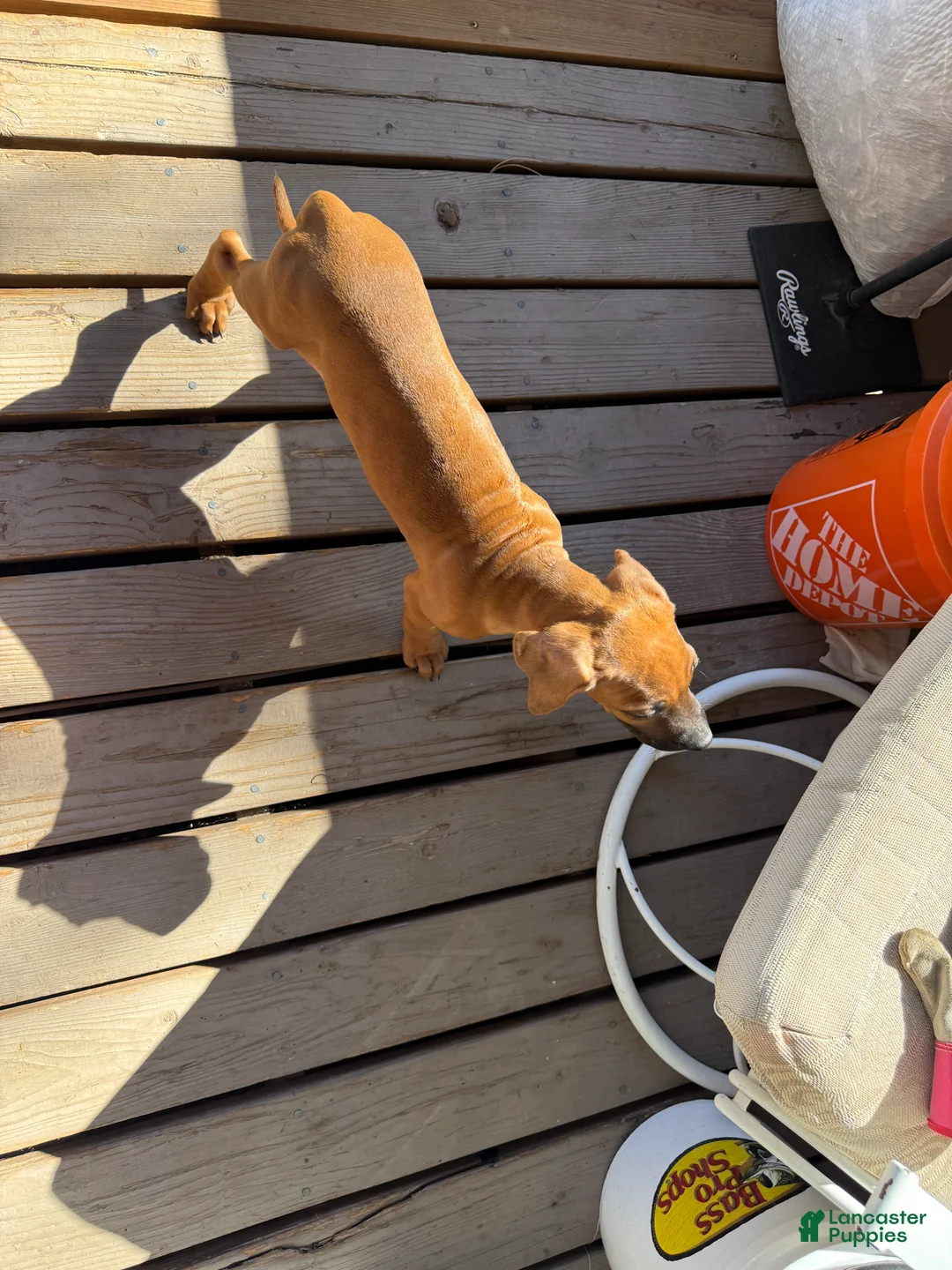 Rhodesian Ridgeback dogs for sale: Rhodesian Ridgeback 1 - Ad 2