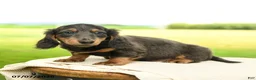 Miniature Dachshund dogs for sale: Pepper - Ad 3