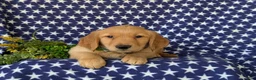 Golden Retriever dogs for sale: Colbert - Ad 5