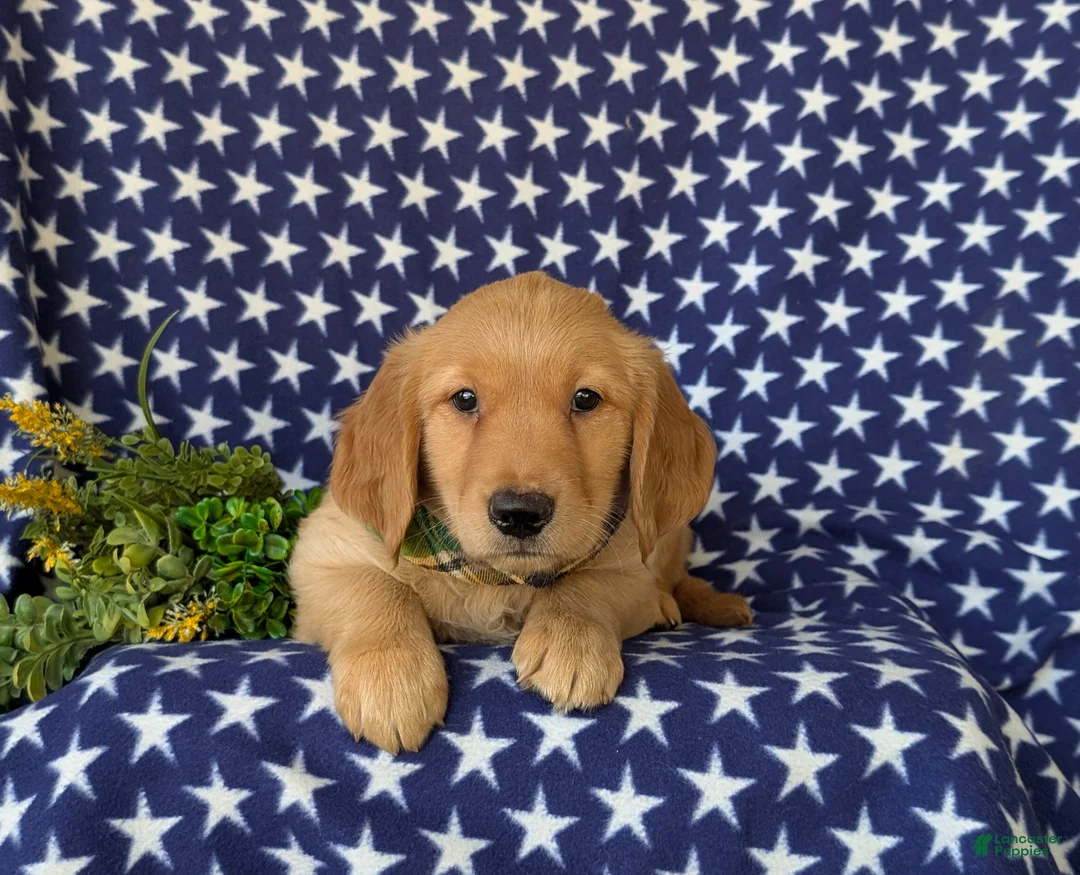 Golden Retriever dogs for sale: Colbert - Ad 5