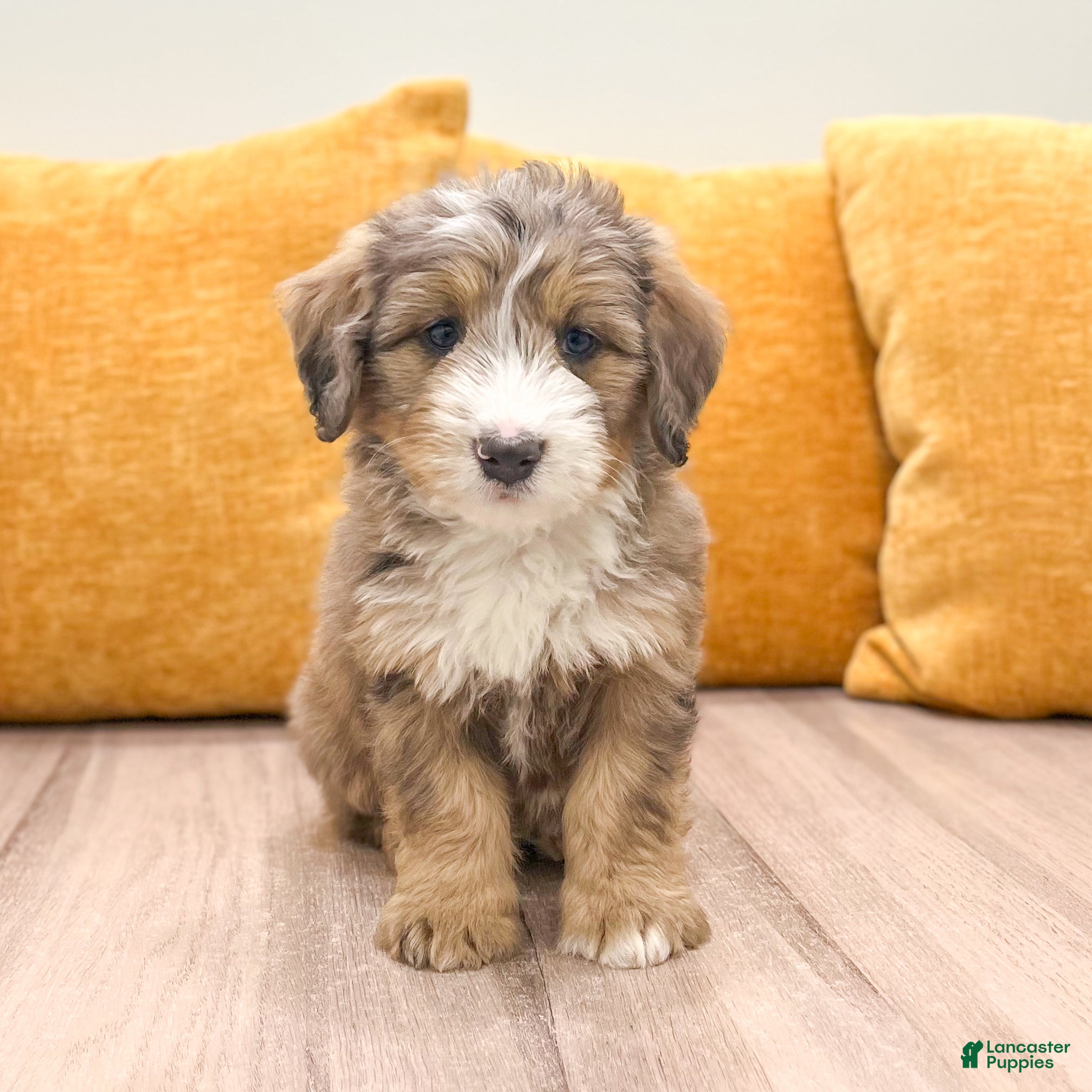 Mini Bernedoodle dogs Lady - Ad 1