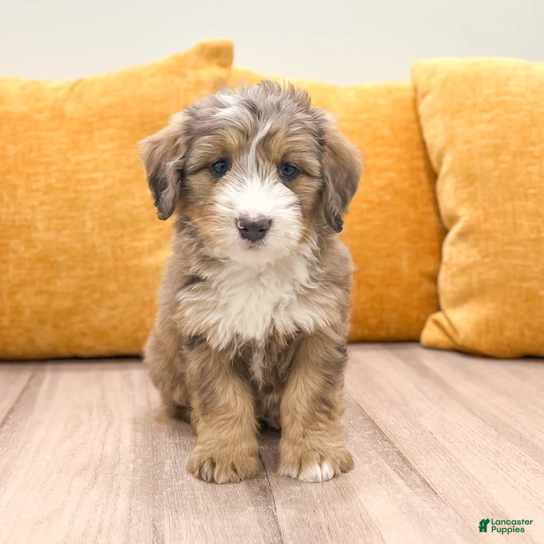 Mini Bernedoodle dogs for sale: Lady - Ad 1