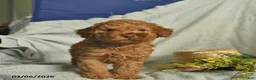 Miniature Poodle dogs for sale: Titan  - Ad 4