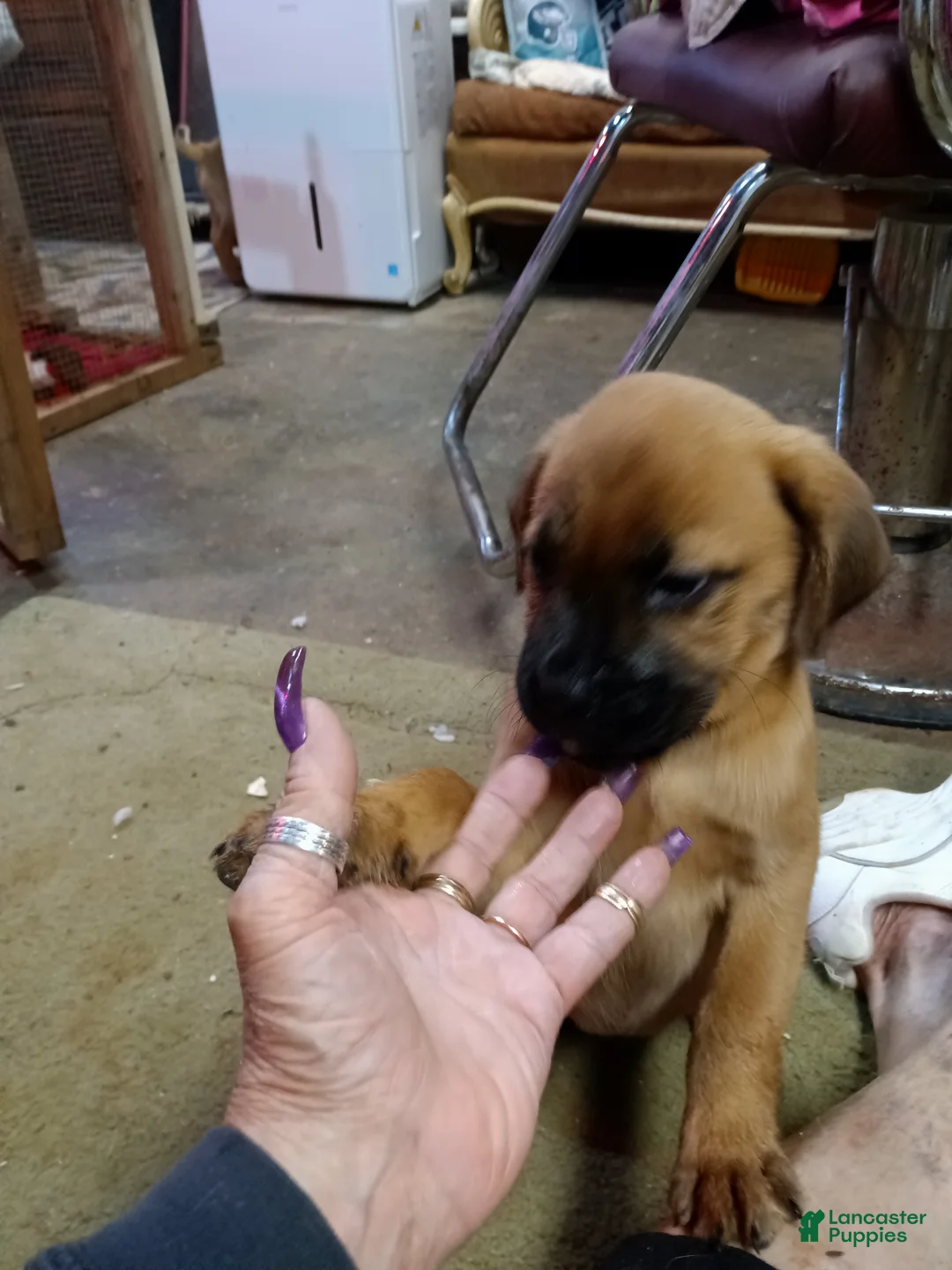 Mixed Breed dogs for sale:  6 - Ad 1