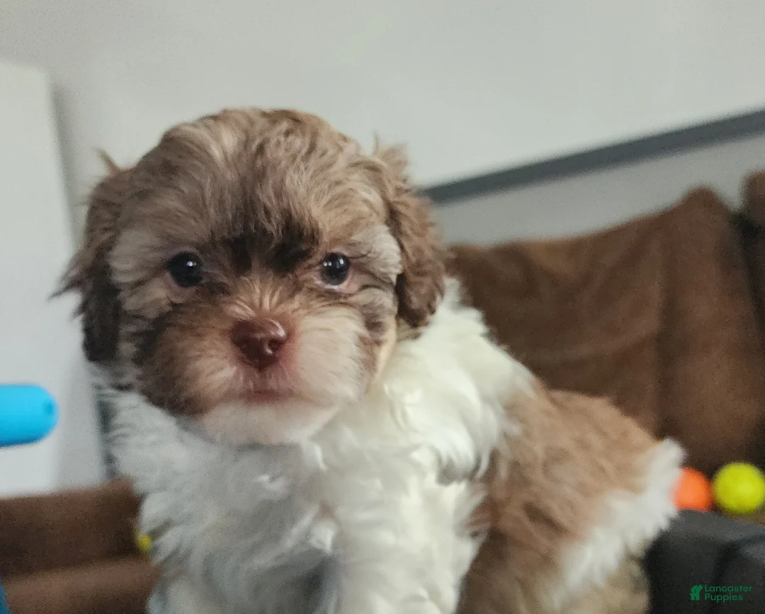 Shihpoo dogs for sale: HOPE - Ad 7
