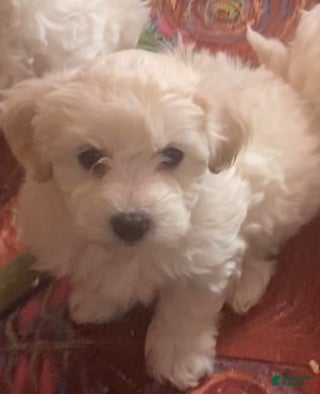 Bichpoo dogs Bichpoo Puppy 2 - Ad 40