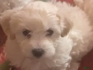 Bichpoo dogs Bichpoo Puppy 2 - Ad 40