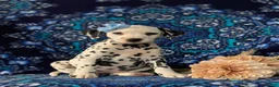 Dalmatian dogs for sale: Lainie - Ad 4