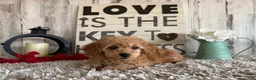 Toy Poodle dogs for sale: Victor - Ad 2