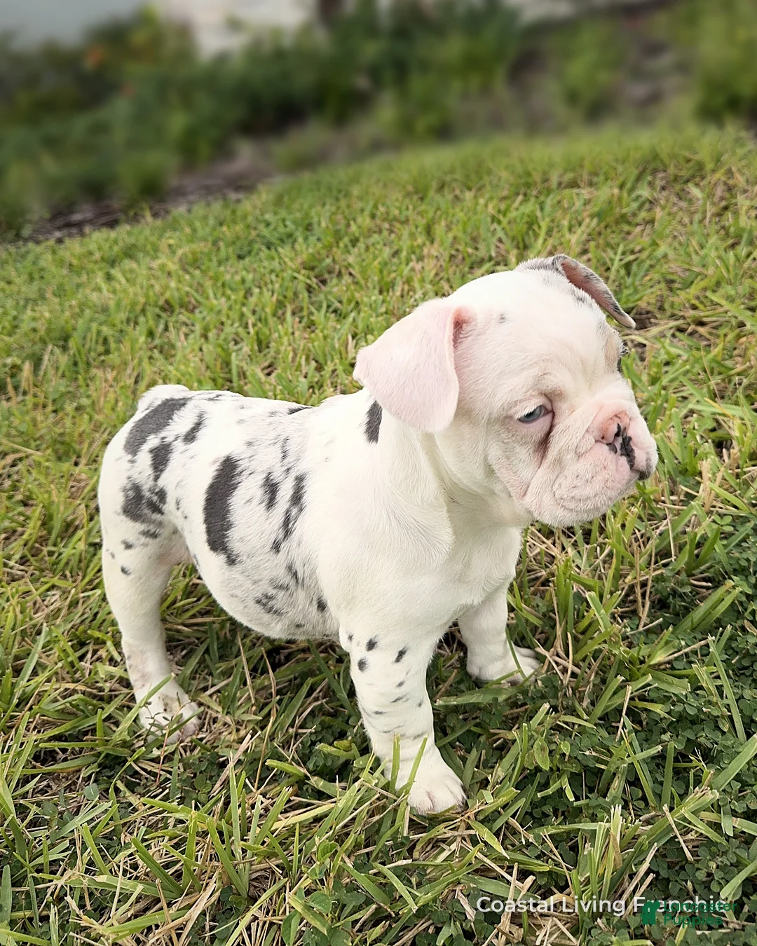 French Bulldog dogs for sale: Purple - Ad 3