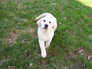 Labrador Retriever dogs Jeremiah - Ad 33