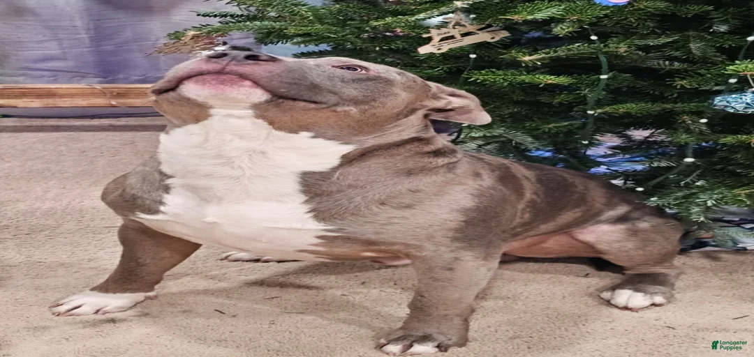 Gallery Image {{count}}