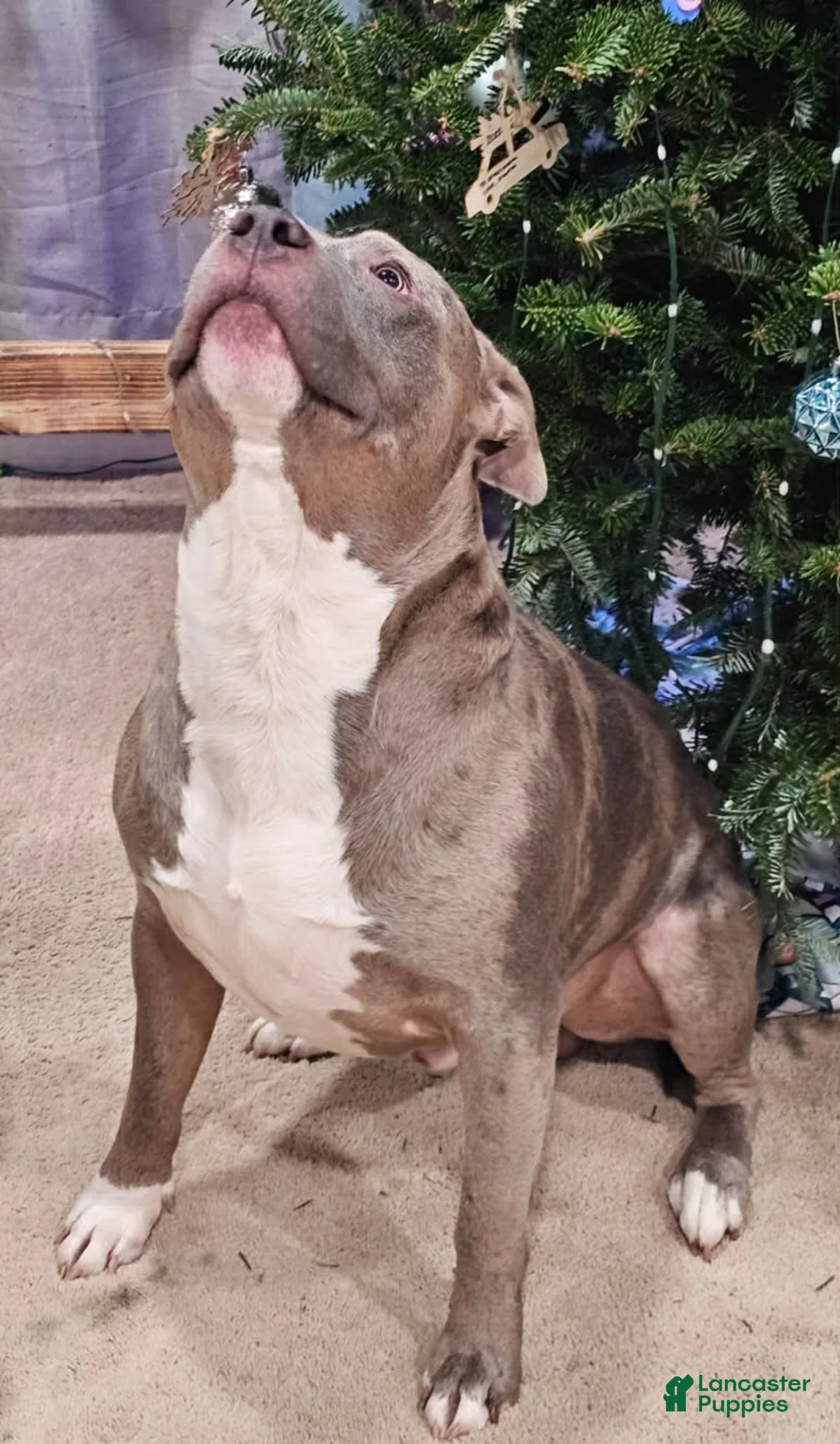 Gallery Image {{count}}