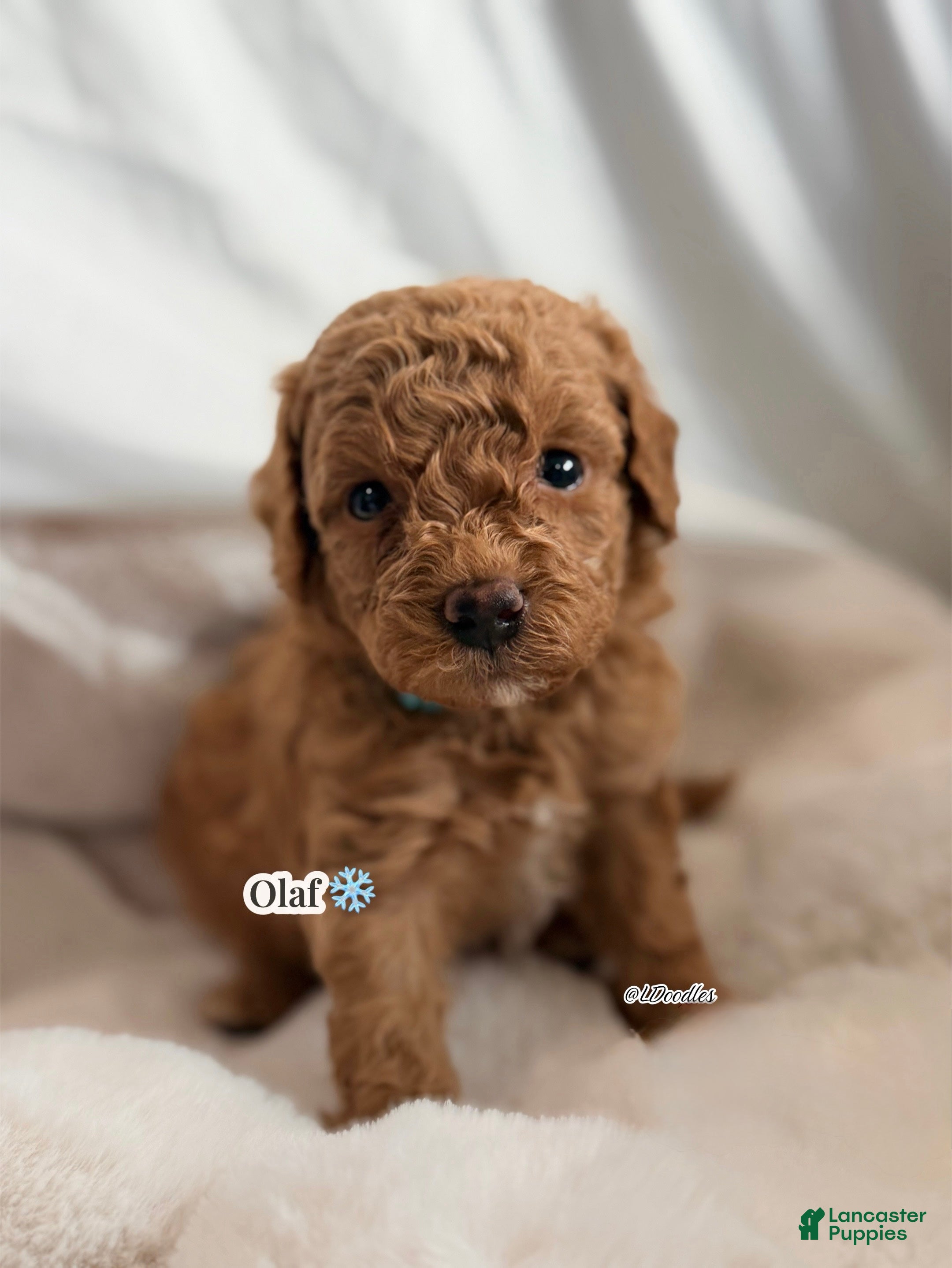 Irish Doodle dogs for sale: Olaf  - Ad 1