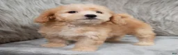 Mini Goldendoodle dogs for sale: Archie ID: 3858 - Ad 2