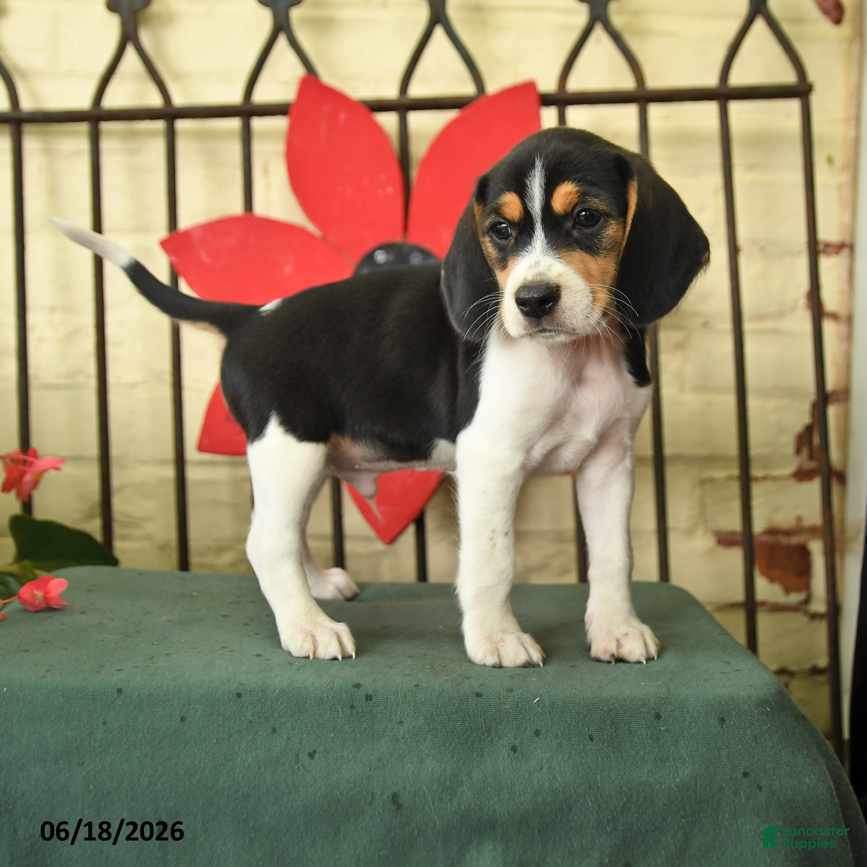 Beagle dogs Silas - Ad 1