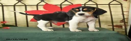Beagle dogs for sale: Silas - Ad 1