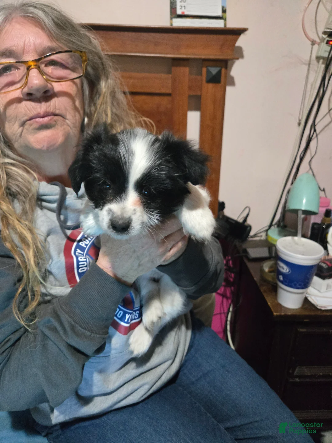 Mixed Breed dogs for sale: Mixed Breed Puppy 1 - Ad 2