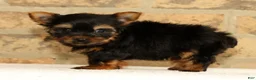Yorkshire Terrier dogs for sale: Teddy - Ad 8
