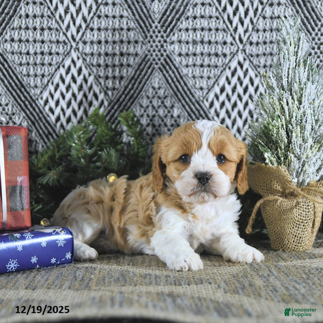 Cavapoo dogs for sale: Zoey - Ad 3