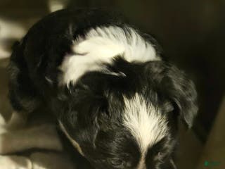 Chihuahua dogs Kumba SMALL/FLUFFY - Ad 4